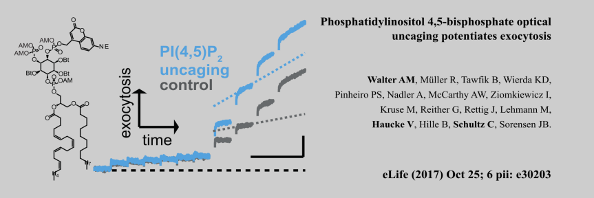 Phospatidylinositol 4,5-bisphospate optical uncaging potentiates exocytosis