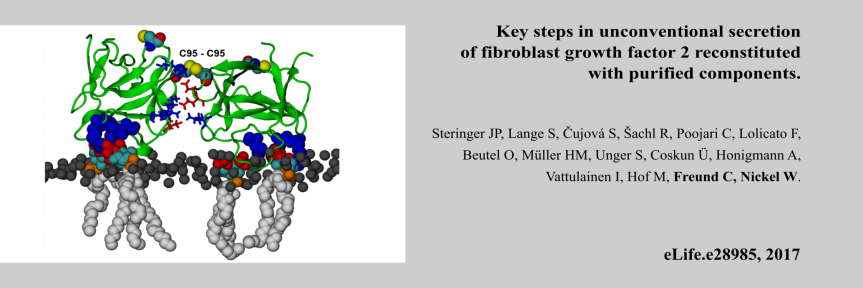 Key steps in unconventional secretion of fibroblast growth factor 2 reconstituted with purified components