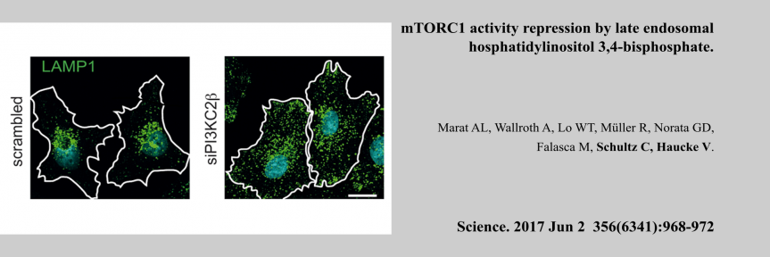 mTORC1 activity repression by late endosomal hosphatidylinositol 3,4-bisphosphate