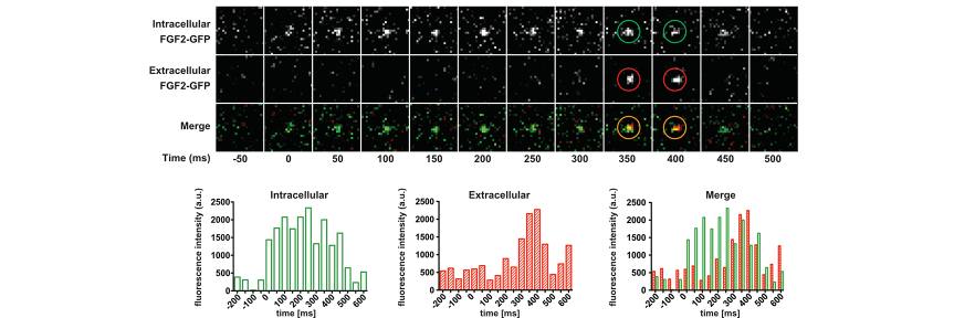 Single event visualization of unconventional secretion of FGF2