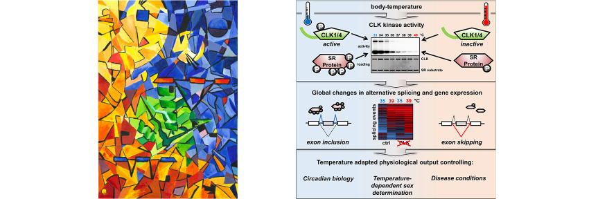 A conserved kinase-based body temperature sensor globally controls alternative splicing and gene expression